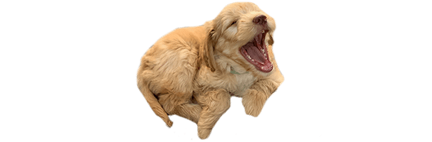 dogyawn2 dogyawn2